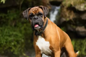 Boxer Dog Behavior - Photo of Boxer Dog Barking