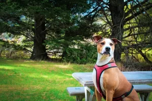 Boxer dog harness - photo of Boxer dog with dual clip harness