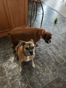 Boxer dog training - picture of my Boxer duke sitting