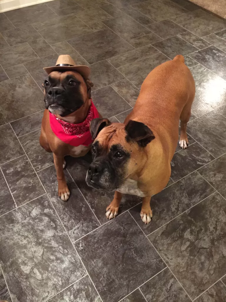 Boxer Dog behavior - Photo of our two Boxers Duke and Chloe