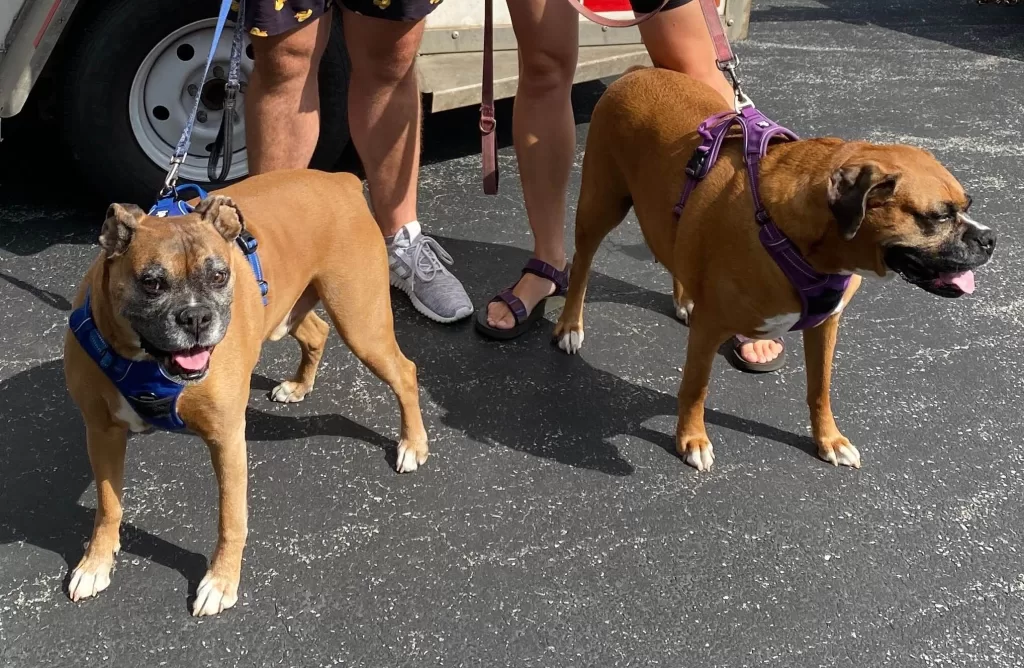 Boxer dog harness - Photo of our 2 boxer dogs with their harness.