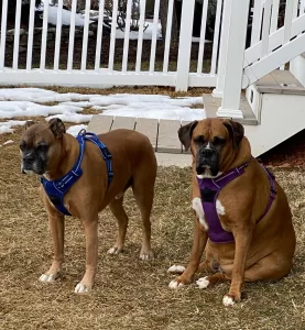 Boxer Dog Training - Phot of our Boxers Hazel aqnd Duke Sitting Outside