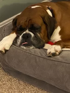 Boxer Dog Training - A photo fo our Boxer Katie sleeping