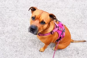 Boer dog harness - photo of boxer dog with back clip harness.