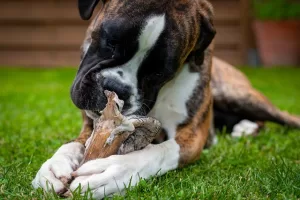 Boxer Dog Behavior - Photo of a Boxer dog chewing