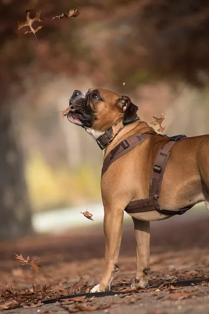 Boxer dog harness - photo of boxer dog with front clip harness
