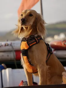 Boxer dog harness - photo of a dog with a neoprene harness