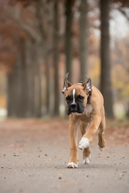 Dog Food WIth FIber - Photo of a Healthy Boxer dog running