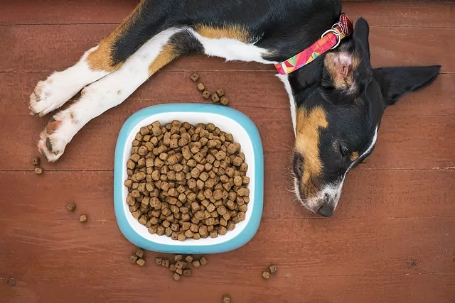 Boxer Dog Sensitive Stomach - Picture of Dog and Food Bowl