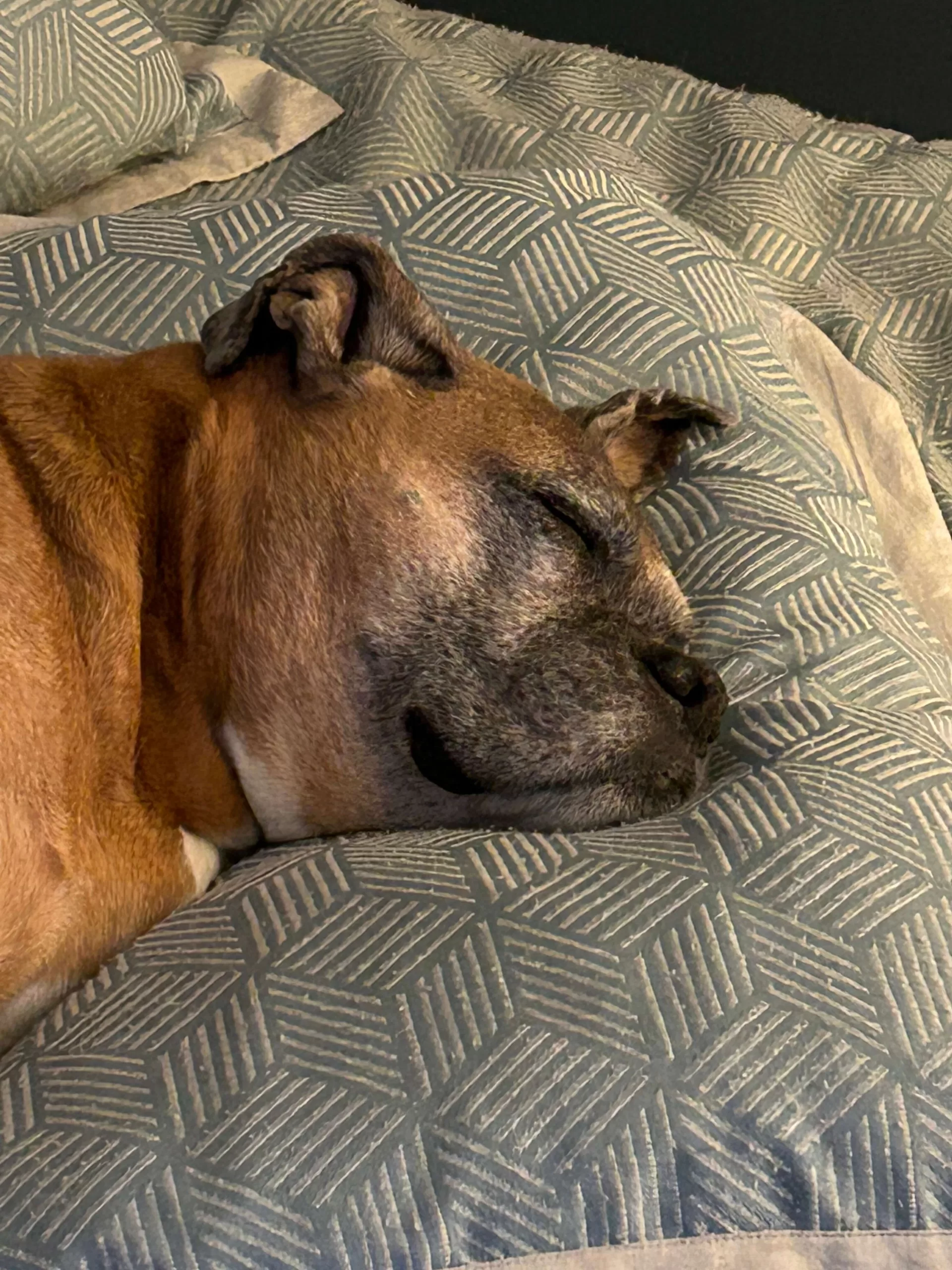 Boxer Dog Sensitive Stomach - Photo of our Boxer Dog Duke