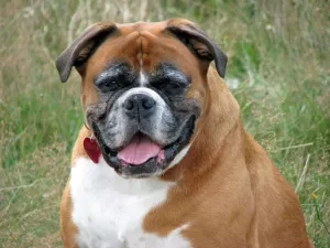 Dog Food with Fiber - Photo of Overweight Boxer for Weight Management discussion