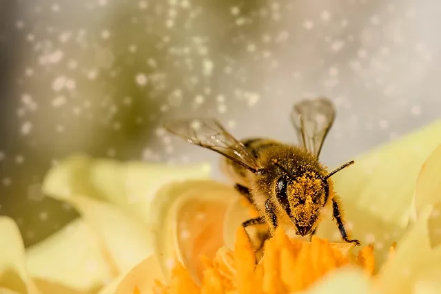 Dog Food Skin Allergies - Photo of a bee covered in Pollen for showing other sources of skin allergies
