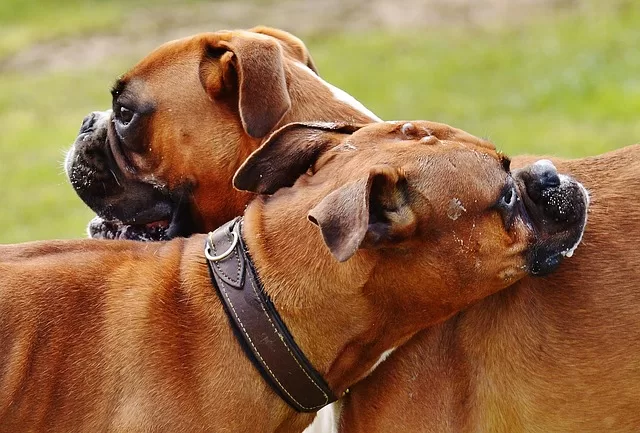 Dog food with fiber -  - Photo of two boxers getting each others scent for discussion on anal galnd health