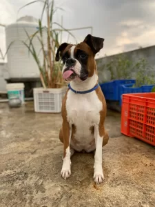 wet dog food - photo of boxer dog with tongue out for palatability of wet dog food