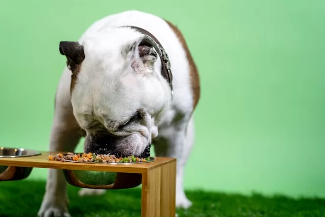 dog eating wet dog food jpg wet dog food