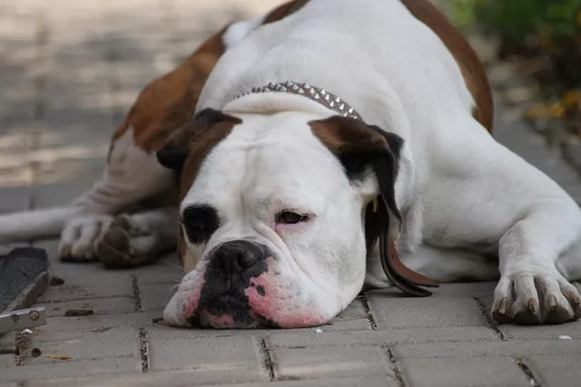 hyper boxer dog - a photo of a bored Boxer dog