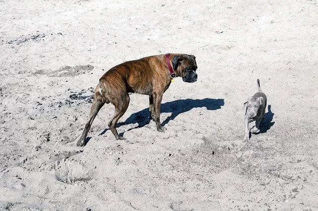 Hyper boxer dog - Photo of boxer dog and another breed together for lack of training discussion