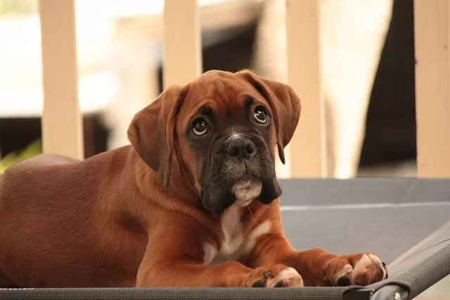 Probiotic Dog Food - Photo of Boxer Dog Puppy