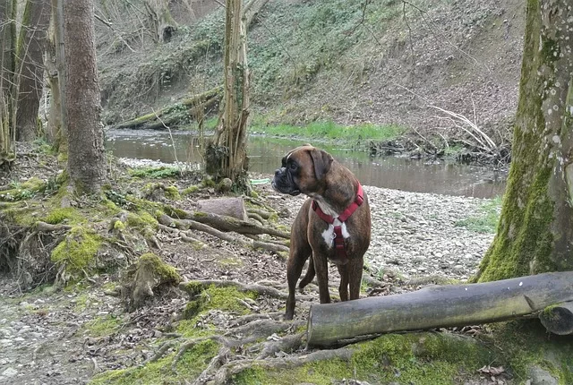 CBD for Dogs With Arthritis - Photo of Boxer Dog in nature for mobility discussion