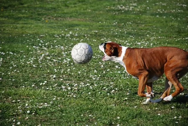 Boxer dog playing jpg why do boxer dogs box