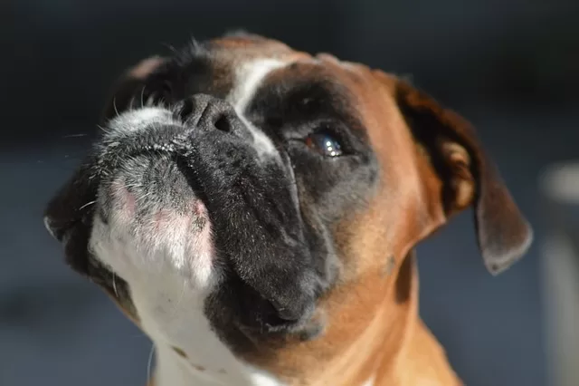 Probiotic Dog Food - Photo of a Boxer dog with Allergies.