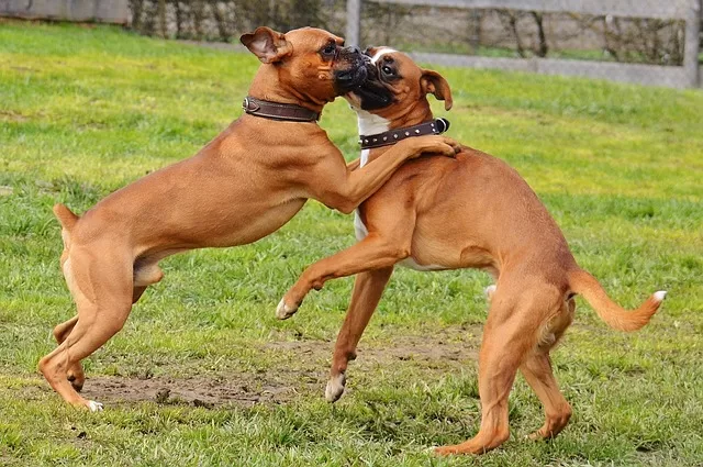 Why do Boxer Dogs Box? - Photo of Boxing Boxer dogs