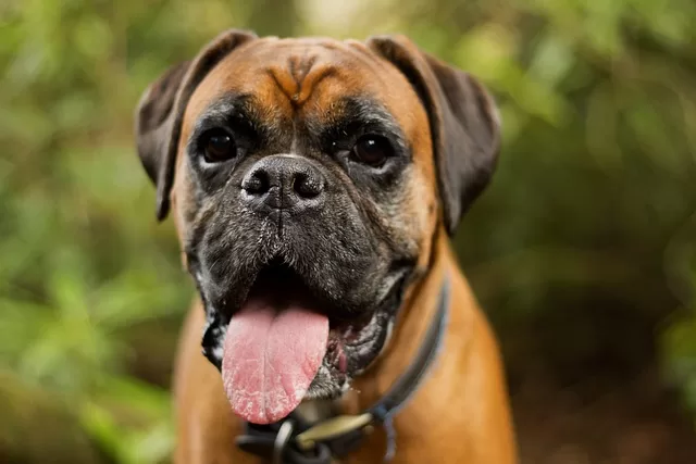 Who Do Boxer Dogs Box - Photo of Boxer dog excite to see family.