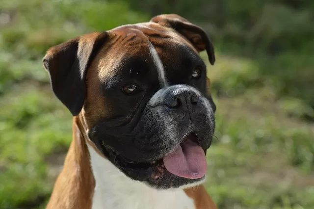 Probiotic Dog Food - Photo of a Happy Boxer dog