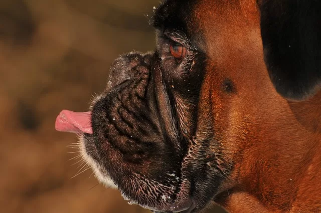Freeze Dried Dog Food - Photo of Boxer Licking getting ready to eat