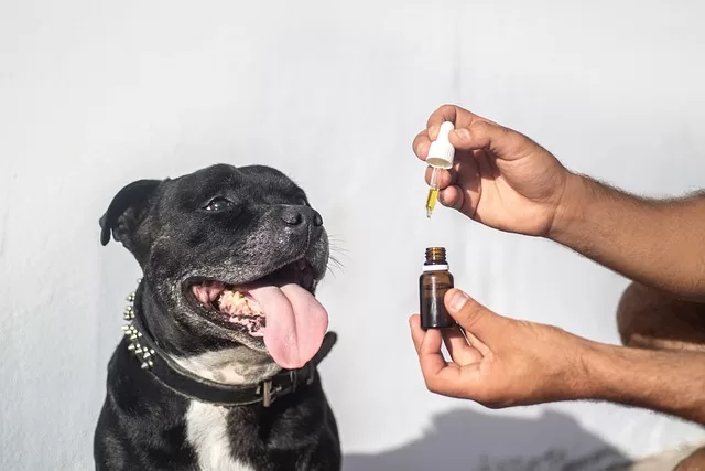CBD for Dogs with Arthritis - Photo of a dog in pain being given CBD oil