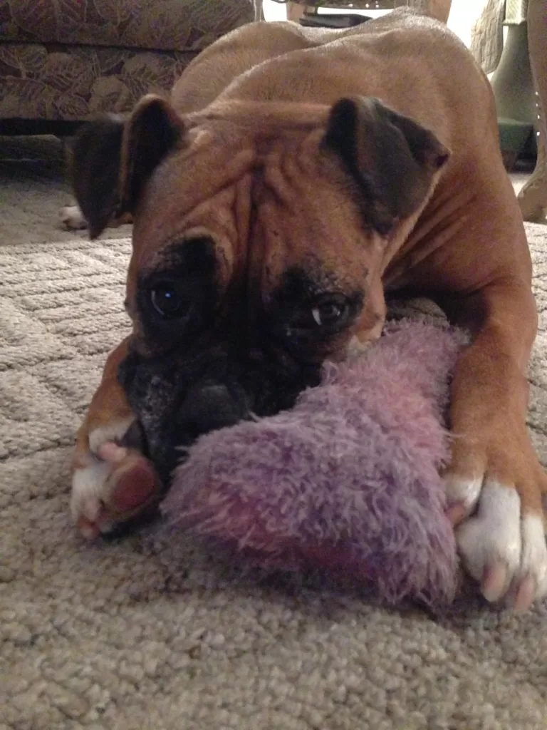 Boxer dog food - a photo of our Boxer Chloe playing with her toy