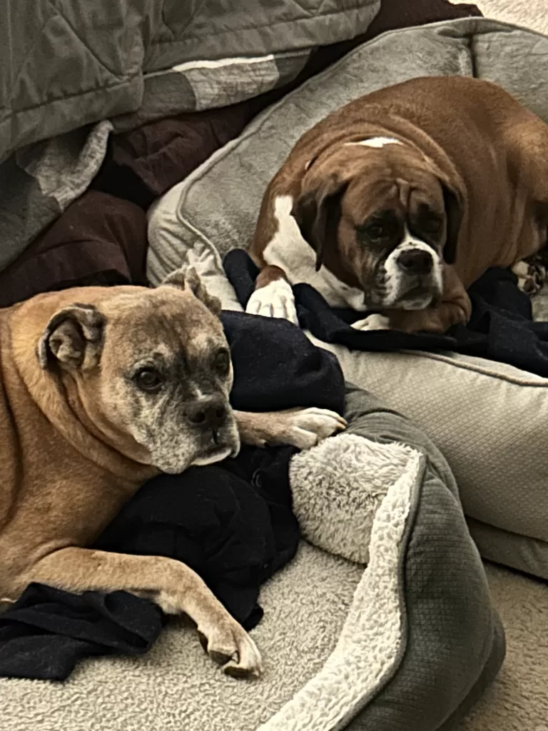 Probiotic Dog Food - Photo of our Boxer Dogs Duke and Katie