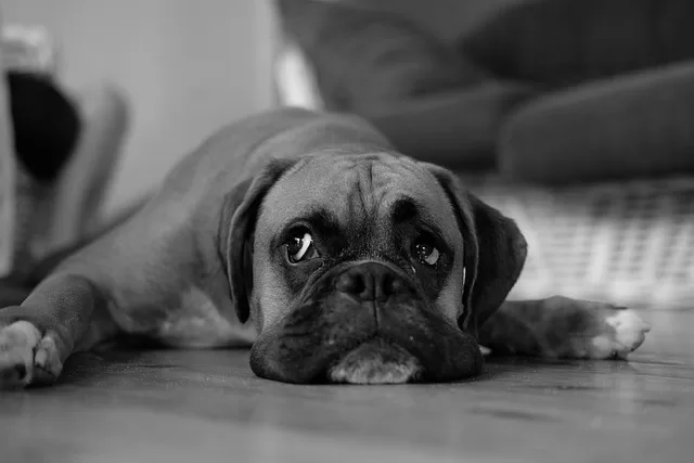 Hyper Bog Dog - Photo of Sad Boxer because of lack of exercise