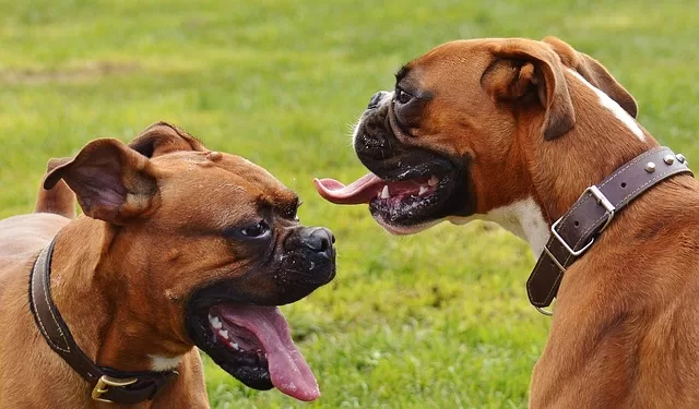 How to calm an anxious Boxer dog - Photo of rwo boxer dogs exercising
