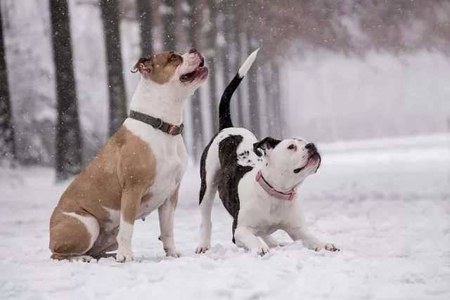 How to calm an anxious boxer dog - photo of 2 boxers playing in the snow.