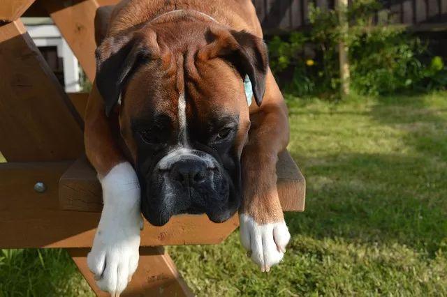 How to calm an anxious Boxer dog - photo of a calm boxer dog