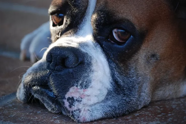 Does Fresh Food Help With Allergies - Photo of Boxer Dog with Allergies