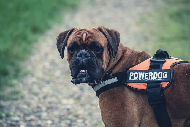 How walking helps Boxer Dog Weight - Photo of a Boxer in a harness on a walk