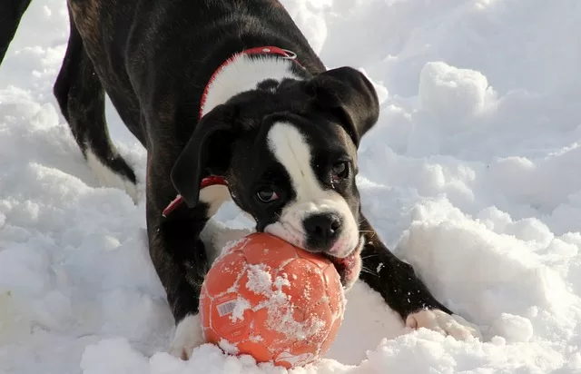How to calm an anxious Boxer dog - Photo of Boxer dog playing with a Ball