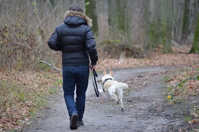 How Walking Helps Boxer Dog Weight - phot of dog owner walking their dog