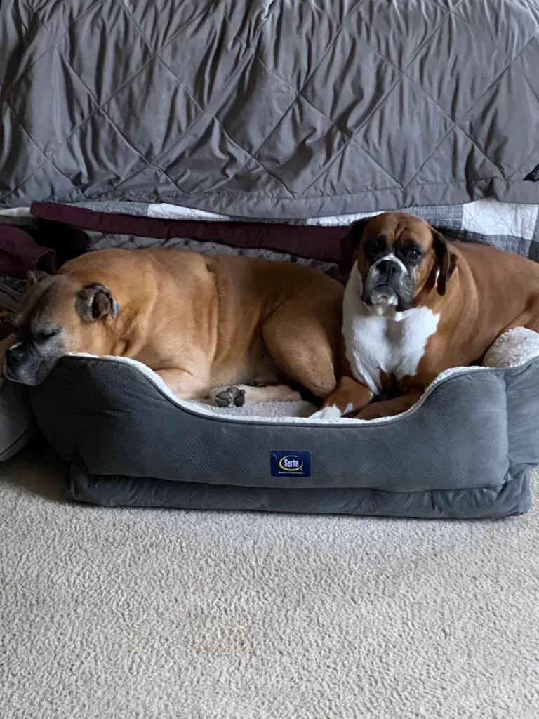 Do Boxers Shed Much? Photo of our Boxers Duke and Katie