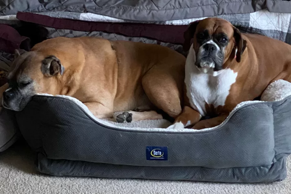 Do Boxers Shed Much? Photo of our Boxers Duke and Katie