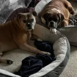Do Boxer Dogs Shed Much - Photo of our Boxers 