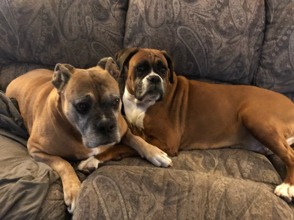 How to calm an anxious boxer dog - phot of our boxers Duke and Katie