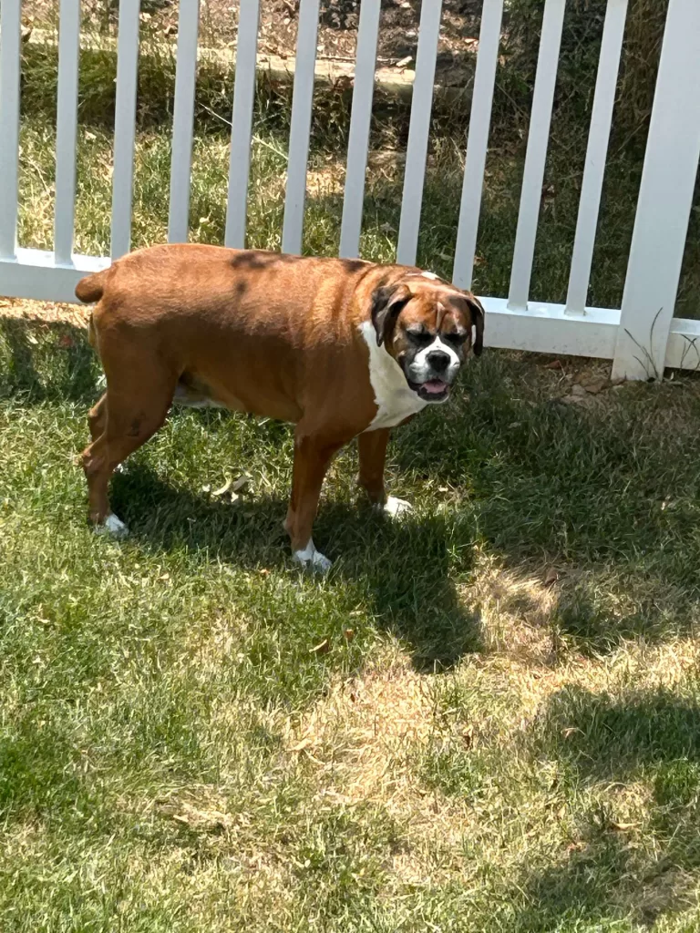 Does Fresh Dog Food Help WIth Allergies - Photo of our Boxer Katie with allergies