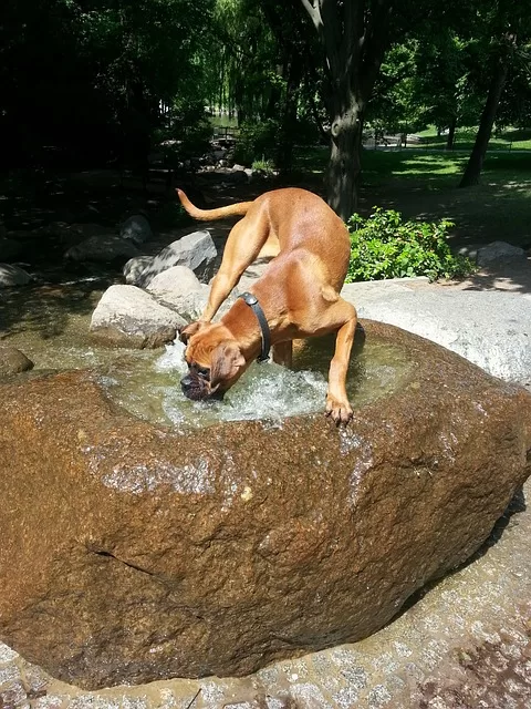 How Much Water DO Boxer Dogs Need - photo of a Boxer dog drinking water from a rock with running water