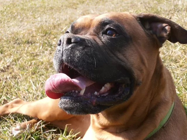 How Much Water Do Boxer Dogs Need - Photo of a Boxer dog in the sun with its tongue out