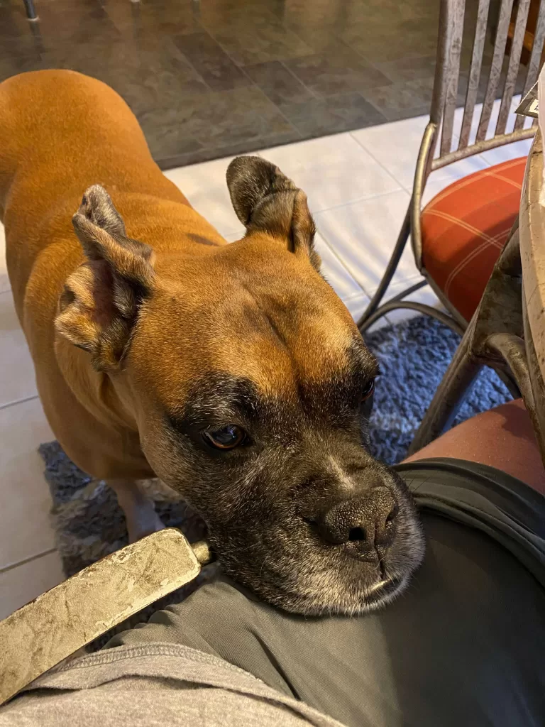 Boxer Dog Food Toppers - a photo of our Boxer Dog Duke begging for food