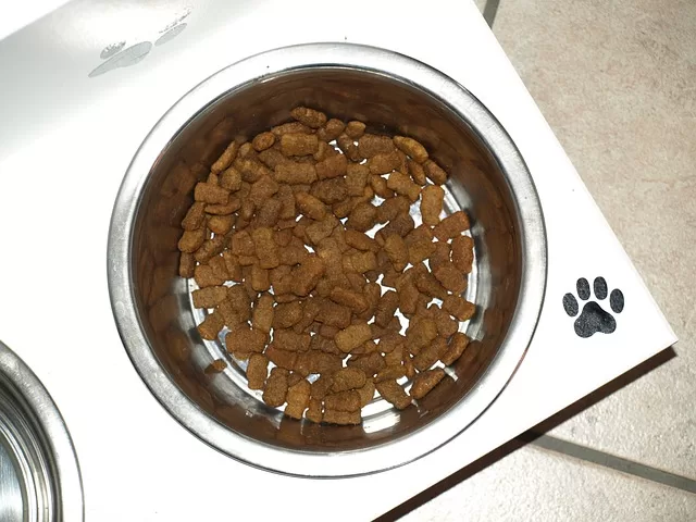 Can Boxers Use Slow Feeder Bowls - Photo of traditional raiseed dog food bowl with Kibble