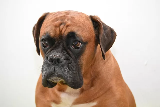 Best Cleaner for Dog Urine - Photo of a sad Boxer